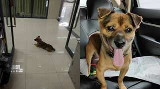 A dog in Wuhan waited for his owner for months unaware of his death