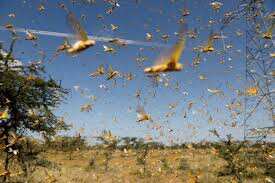 Another locust attack in Rajasthan; this time in Barmer district