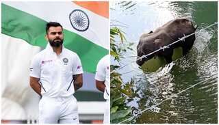 Virat Kohli reacts to pregnant elephant's horrific death in Kerala, says 'let's treat our animals with love'