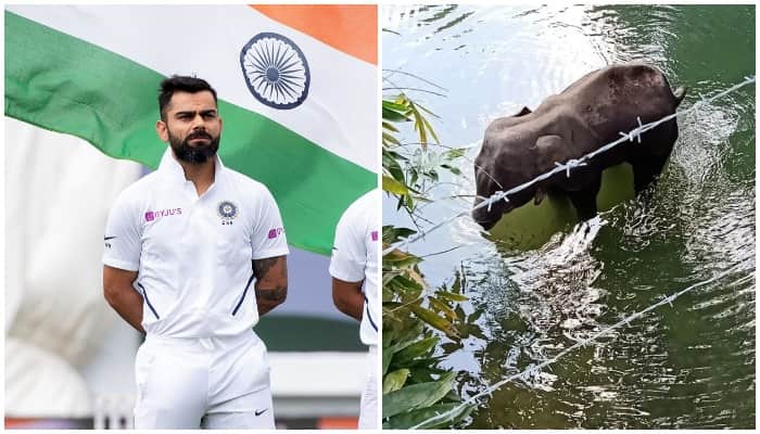 Virat Kohli reacts to pregnant elephant's horrific death in Kerala, says 'let's treat our animals with love'