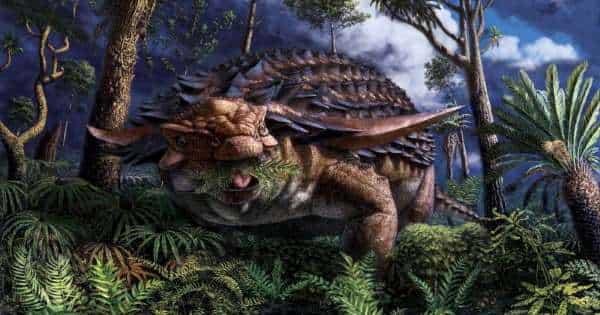 Fossilised stomach contents show armoured dinosaur's leafy last meal Fossilised stomach contents show armoured dinosaur's leafy last meal