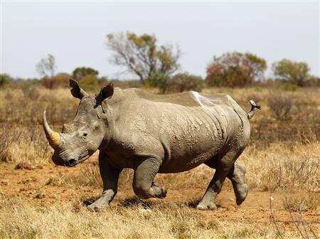 African rhino numbers increase for first time in over a decade