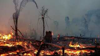 Brazil cuts environment budget a day after US climate summit