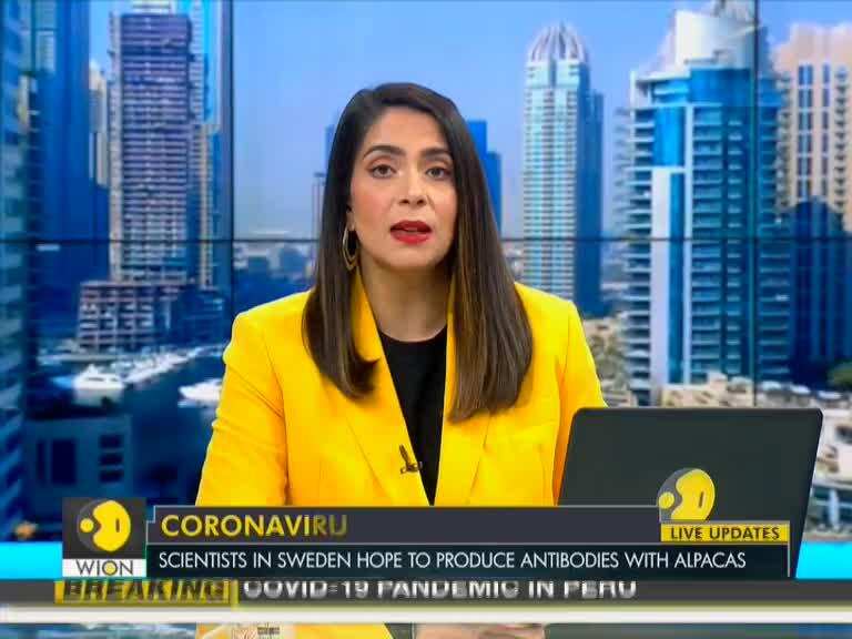 Scientists in Sweden hope to produce antibodies with Alpacas