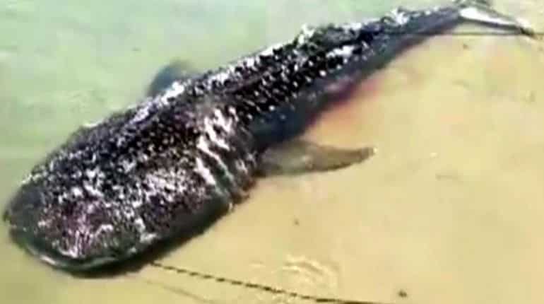 Giant sperm whale washed ashore on Tamil Nadu beach Giant sperm whale washed ashore on Tamil Nadu beach