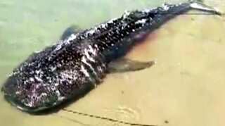 Giant sperm whale washed ashore on Tamil Nadu beach