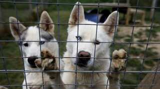 Amid increasing demand for puppies in the UK, breeders fear many will end up in rescue homes