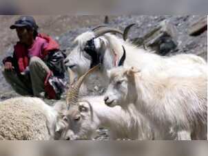 Pashmina wool caught up in border dispute between India and China