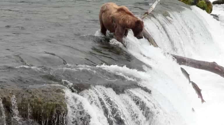 Controversial Alaska hunting techniques to return as bans reversed