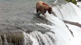 Trump administration ends ban on killing Alaska bear cubs, wolf pups