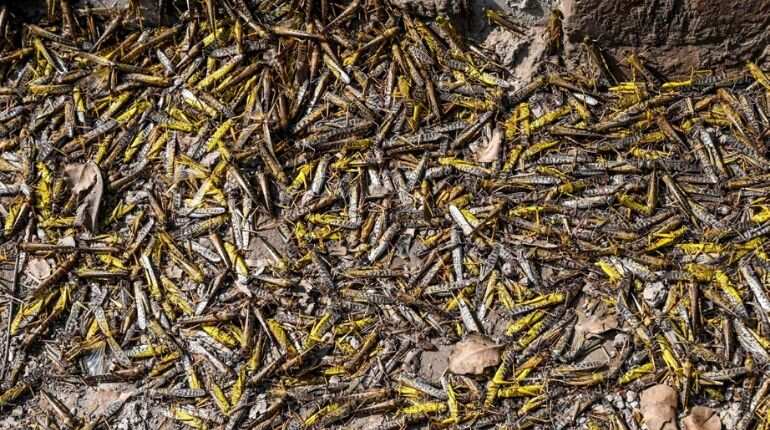 Pakistan battles locusts by turning them into chicken feed Pakistan battles locusts by turning them into chicken feed