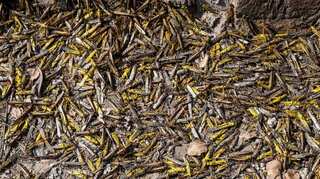 Pakistan battles locusts by turning them into chicken feed
