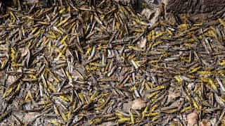 Pakistan battles locusts by turning them into chicken feed