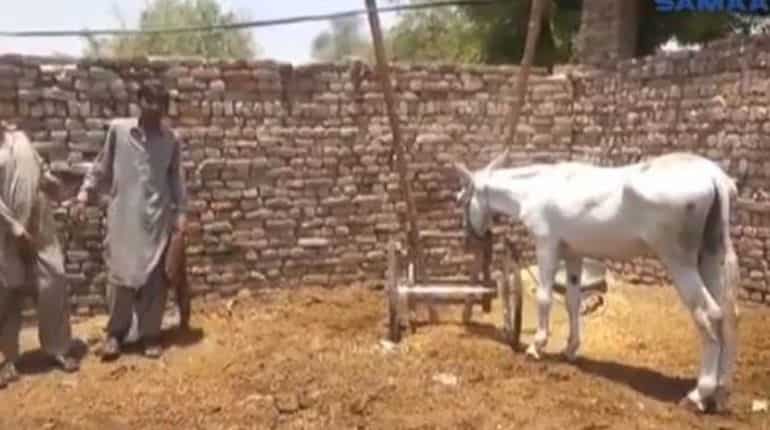 Watch: Donkey arrested in Pakistan for 'participating in gambling' Watch: Donkey arrested in Pakistan for 'participating in gambling'