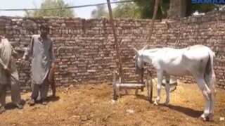 Watch: Donkey arrested in Pakistan for 'participating in gambling'