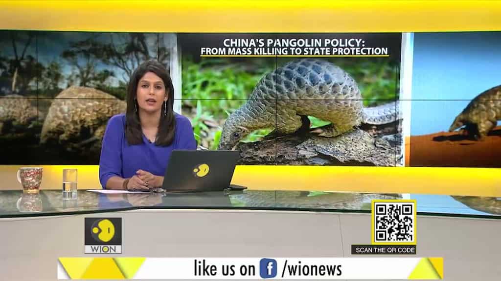 Gravitas: Will China be able to save the Pangolin?