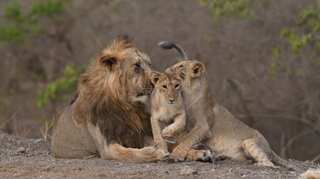 THIS Indian state is opening up another sanctuary for Asiatic lions as numbers grow exponentially
