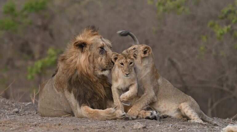 Gujarat's Gir forest witnesses steep rise in Asiatic Lions, PM Modi lauds the  achievement