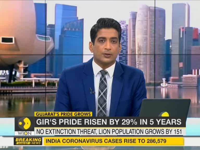 India: Asiatic lion population in Gujarat rises to 674 in five years