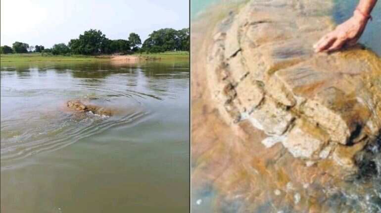 500-year-old temple submerged in Odisha's Mahanadi river resurfaces