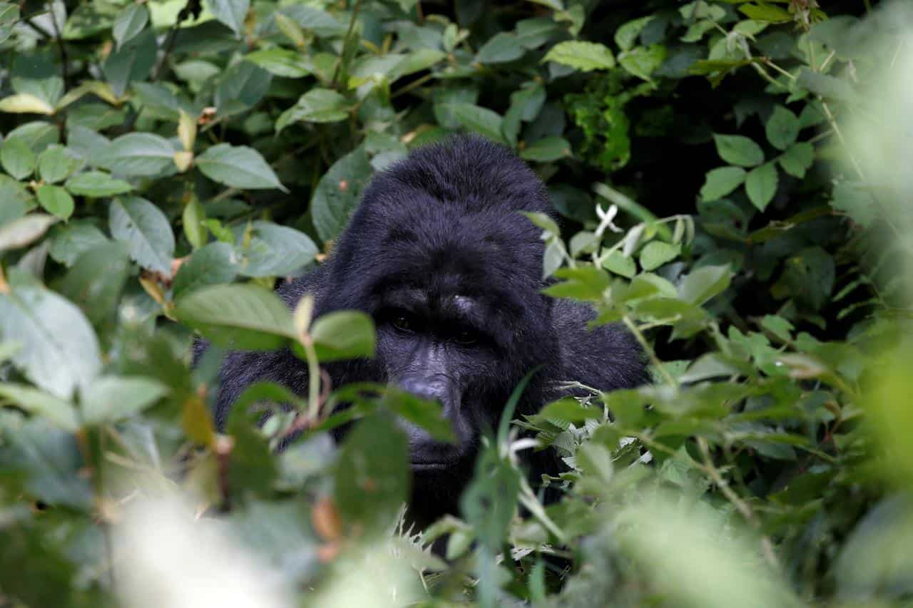 Popular 25-year-old Ugandan gorilla killed at UNESCO park Popular 25-year-old Ugandan gorilla killed at UNESCO park