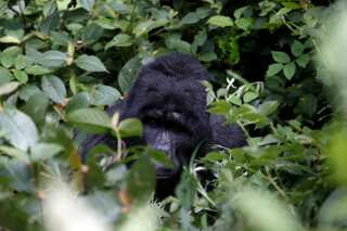 Popular 25-year-old Ugandan gorilla killed at UNESCO park