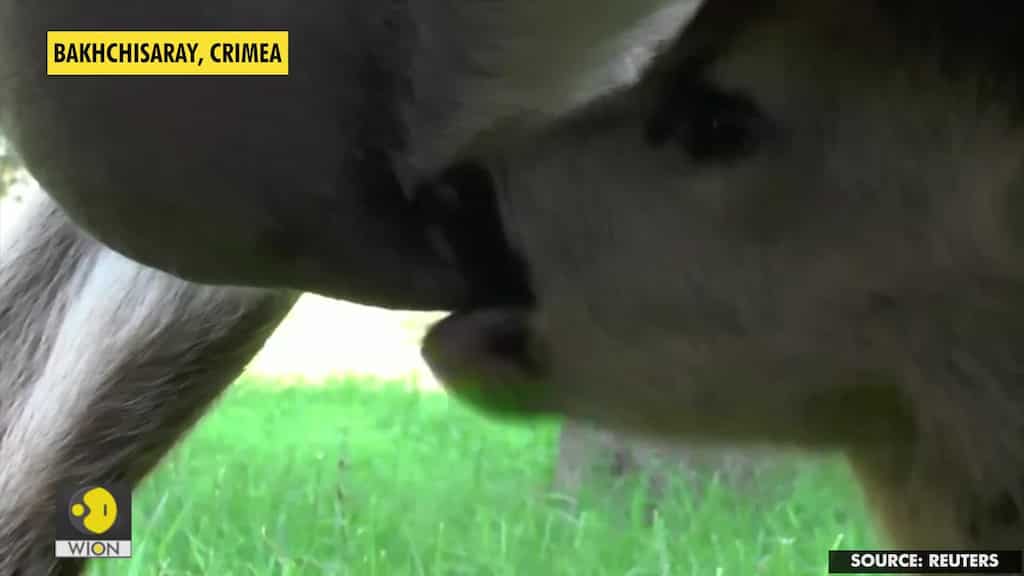 Goat adopts roe deer in Crimea