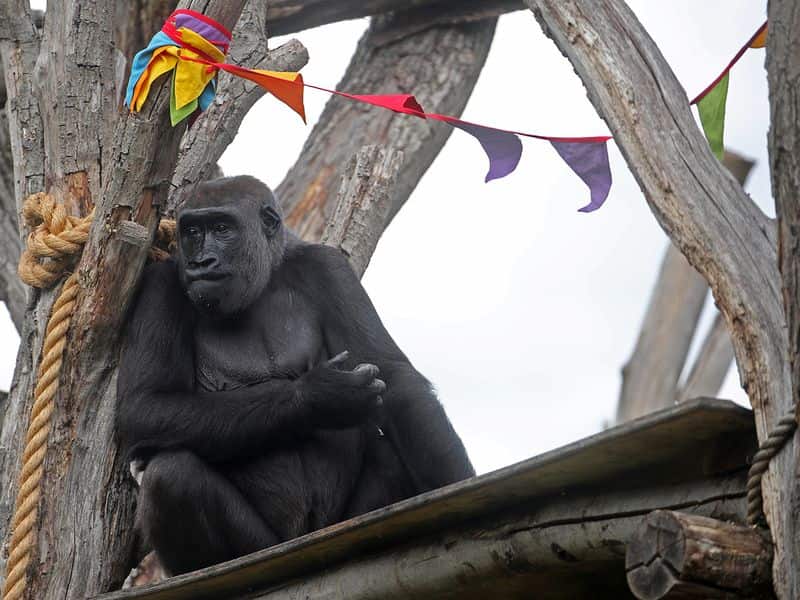 Need a bit more human contact? So do London Zoo's gorillas