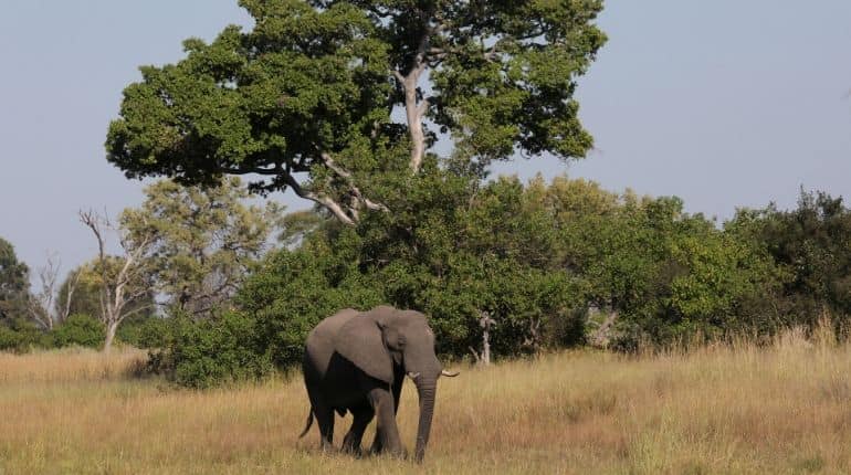 Botswana investigates 154 elephant deaths, rules out poaching Botswana investigates 154 elephant deaths, rules out poaching
