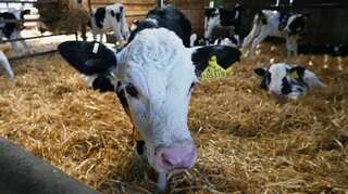 Cows fed small amount of seaweed burp 86% less methane: Study