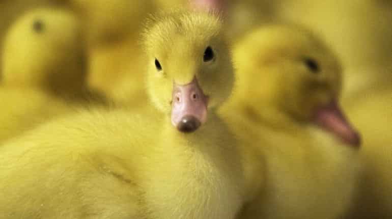 Australian musk duck recorded saying 'you bloody fool'