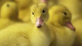 British woman hatches three ducklings from supermarket bought eggs in a rare event
