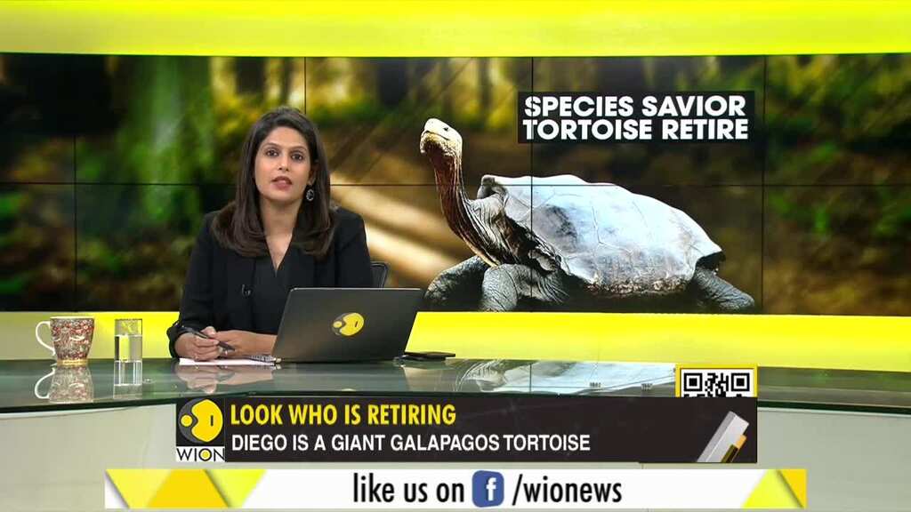 Gravitas: A tortoise who saved his species