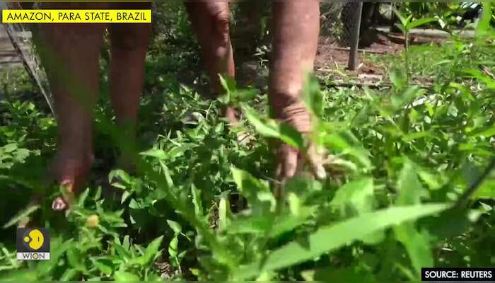 Amazon villagers take herbal tea to fight COVID-19
