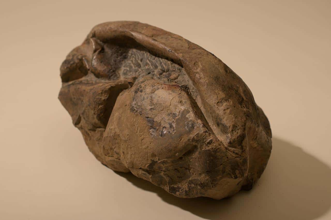 'Football-sized' fossil found in Antarctica is world's second-biggest egg