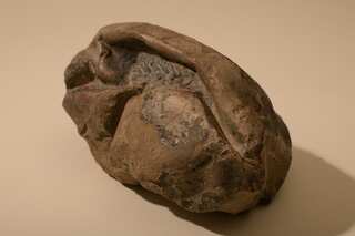 'Football-sized' fossil found in Antarctica is world's second-biggest egg