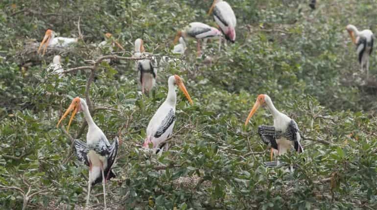 Environmentalists urge Tamil Nadu Govt to save Vedanthangal Bird Sanctuary and its ecological heritage