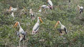 Environmentalists urge Tamil Nadu Govt to save Vedanthangal Bird Sanctuary and its ecological heritage
