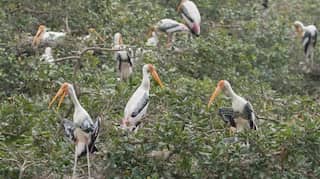 Environmentalists urge Tamil Nadu Govt to save Vedanthangal Bird Sanctuary and its ecological heritage