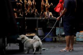 China's annual dog-meat festival opens despite new guidelines