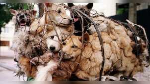 Gravitas: China's Yulin dog meat festival is back