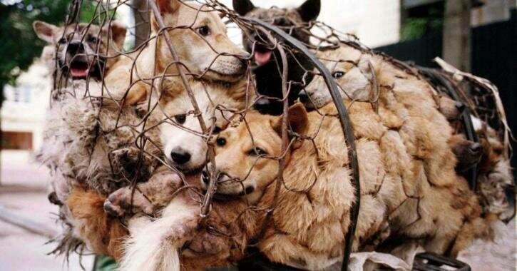 Gravitas: China's Yulin dog meat festival is back