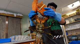 Trump provides aid to lobster industry to make for lost Chinese tariffs income