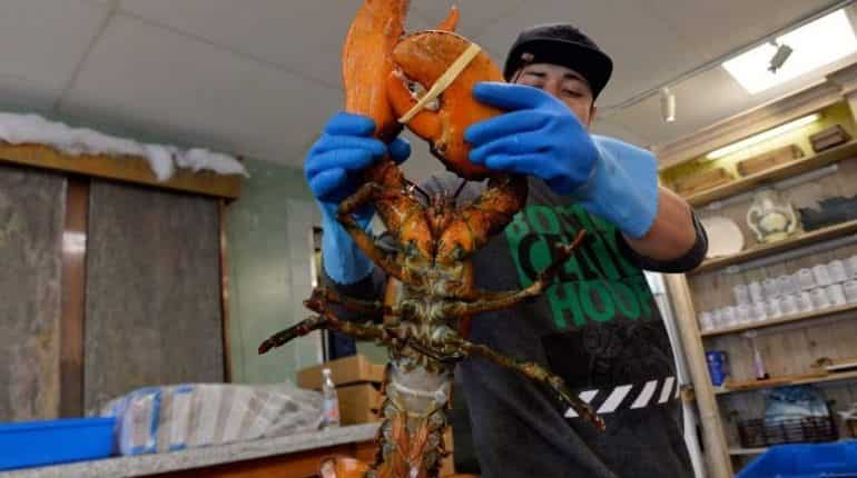 Trump provides aid to lobster industry to make for lost Chinese tariffs income