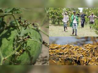 Now, Brazil & Argentina raise locust alarm amid COVID-19 pandemic