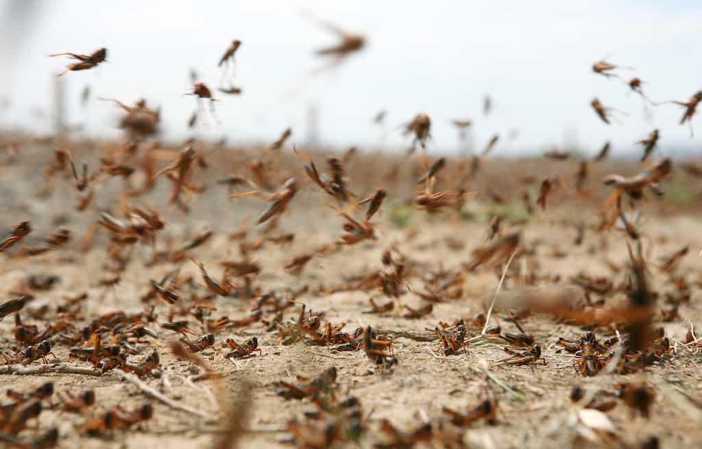 Locust threaten crops in Argentina and Brazil | Locust attack