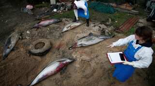 Dead dolphins wash up on France's shores in record numbers