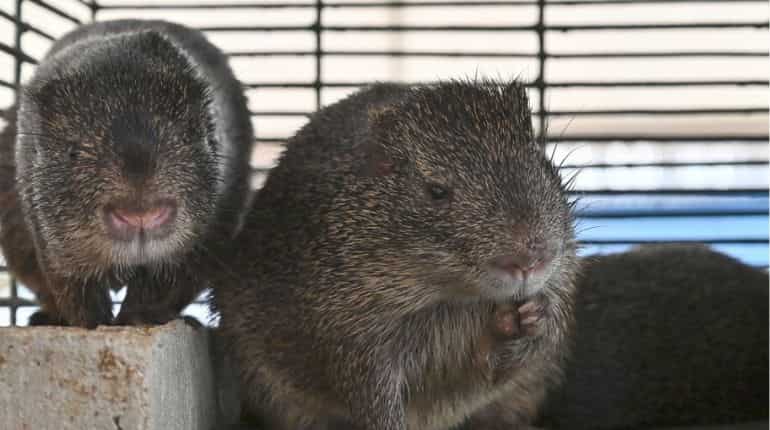 Global lockdowns may have birthed hungrier and angrier cannibal rats! Global lockdowns may have birthed hungrier and angrier cannibal rats!
