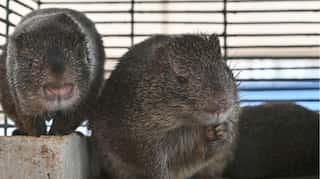 Global lockdowns may have birthed hungrier and angrier cannibal rats!