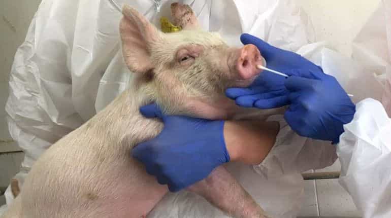 Swine flu strain with 'human pandemic potential' found increasingly in China